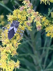 Hypselonotus punctiventris