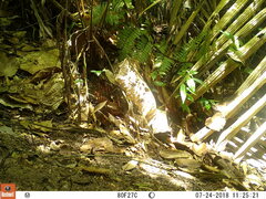 Holcosus niceforoi
