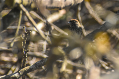 Knipolegus cyanirostris