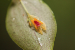 Lepanthes