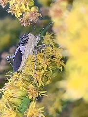 Hypselonotus punctiventris