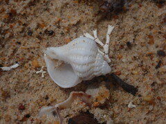 Coralliophila squamosissima