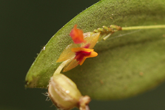 Lepanthes