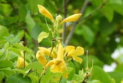 Adenocalymma inundatum