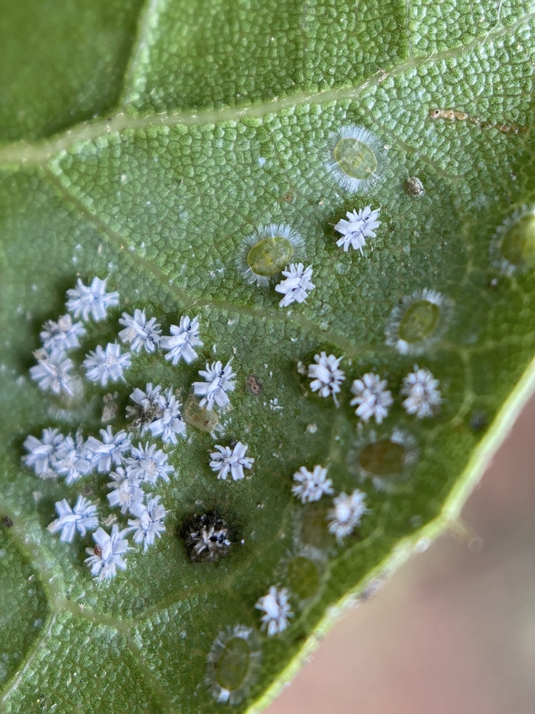 Trialeurodes from Jasper Ridge Biological Preserve, Redwood City, CA