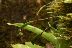 Lepanthes