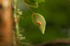 Lepanthes