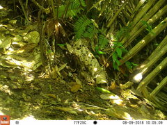 Holcosus niceforoi