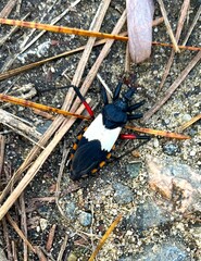 Microtomus purcis