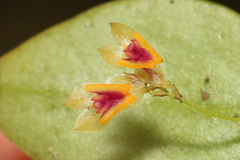 Lepanthes