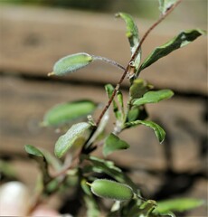Billardiera scandens