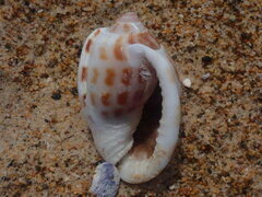 Phalium areola