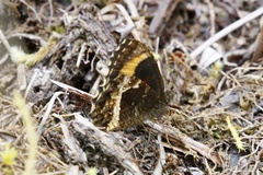 Pedaliodes phaea