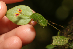 Lepanthes