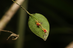 Lepanthes