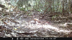 Holcosus niceforoi