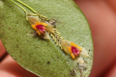 Lepanthes