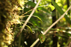 Lepanthes