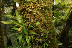 Lepanthes