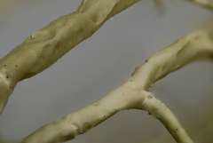 Usnea cavernosa
