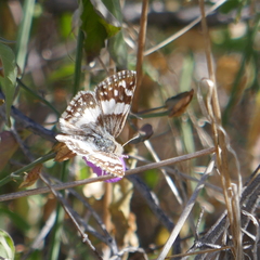 Heliopetes domicella