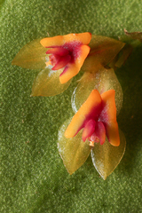 Lepanthes