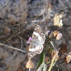 Heliopetes domicella
