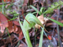 Pterostylis agathicola