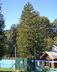 Araucaria araucana