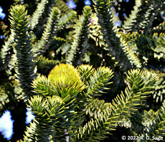Araucaria araucana