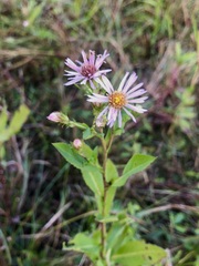 Symphyotrichum elliottii