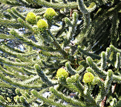 Araucaria araucana