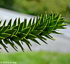 Araucaria araucana