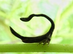 Cladonota luctuosa