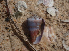 Conus aplustre