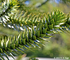 Araucaria araucana