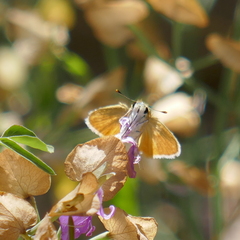 Copaeodes aurantiaca