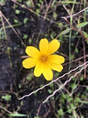 Bidens mitis
