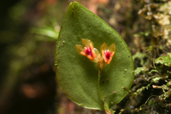 Lepanthes