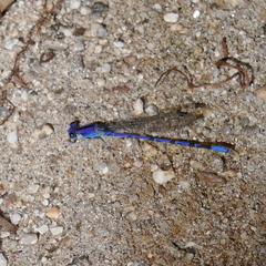 Argia extranea