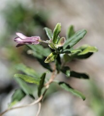 Billardiera scandens