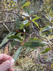 Salix lasiandra