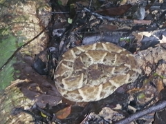 Bothrops atrox