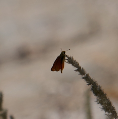 Copaeodes aurantiaca