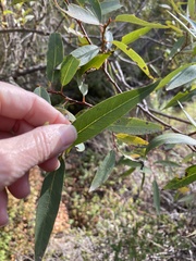 Salix lasiandra