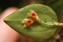 Lepanthes