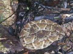 Bothrops atrox