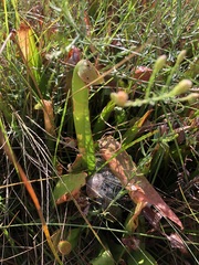 Sarracenia minor