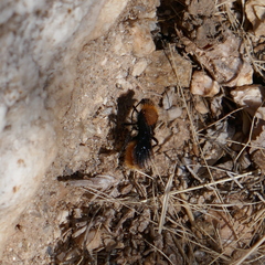 Dasymutilla gloriosa