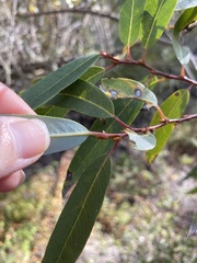 Salix lasiandra
